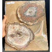 BOIS FOSSILE PLAQUE Deux Faces Polies 1500g