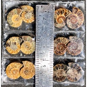 AMMONITE SCIÉE Lot de 6 Paires