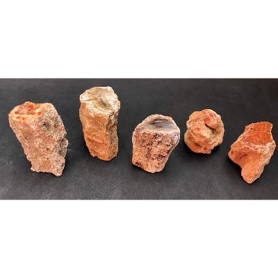 BOIS FOSSILE TRONC Lot de 490g