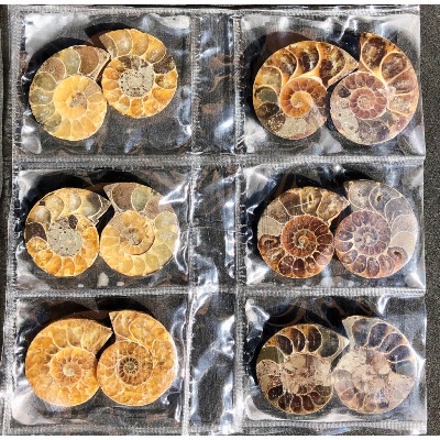 AMMONITE SCIÉE Lot de 6 Paires